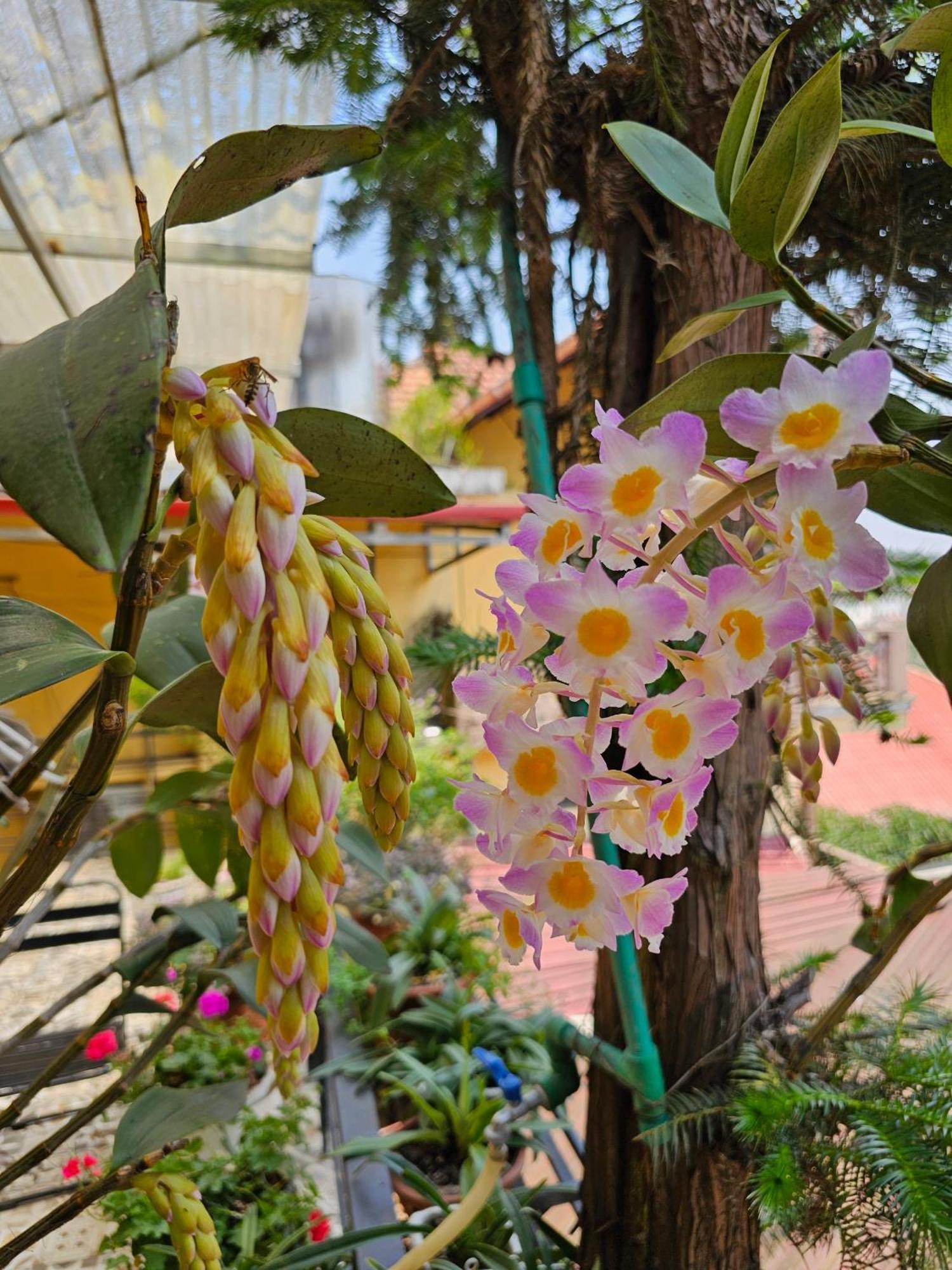 Dang Khoa Garden Inn Homestay 萨帕 外观 照片