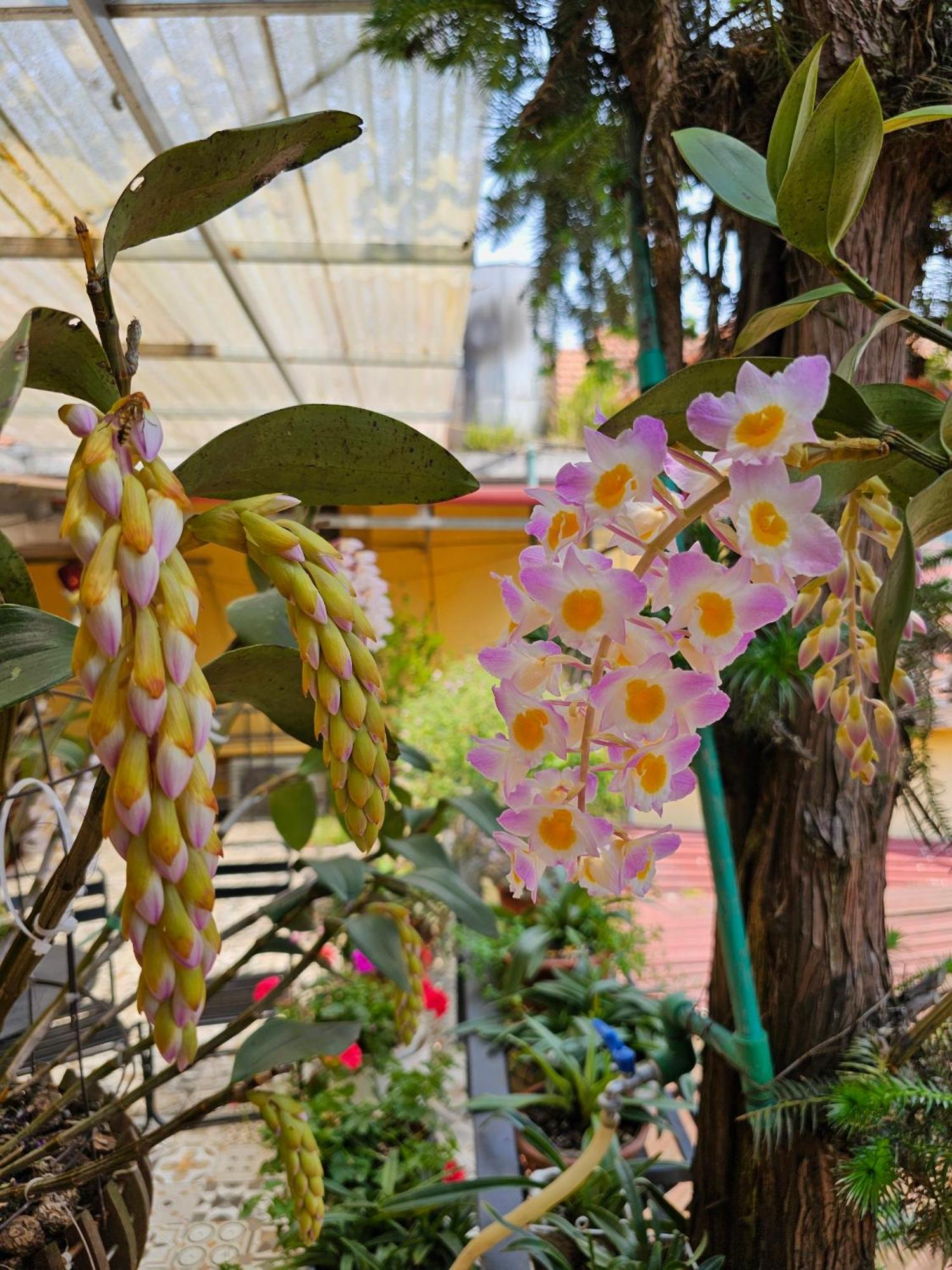 Dang Khoa Garden Inn Homestay 萨帕 外观 照片