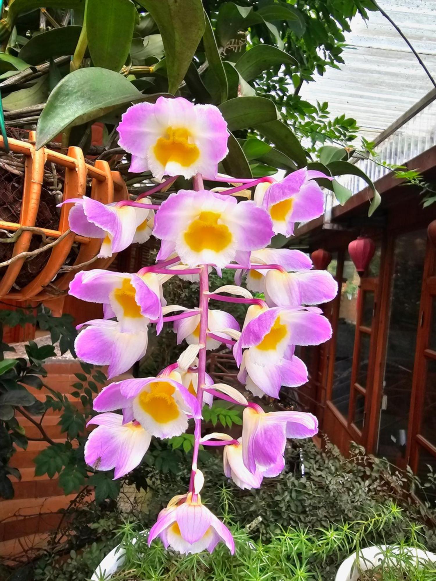 Dang Khoa Garden Inn Homestay 萨帕 外观 照片