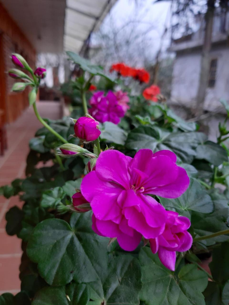 Dang Khoa Garden Inn Homestay 萨帕 外观 照片