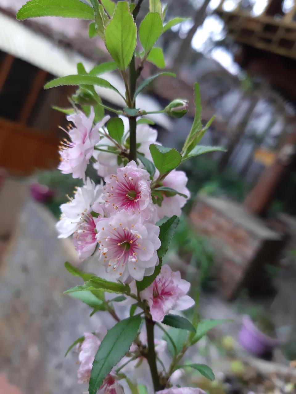 Dang Khoa Garden Inn Homestay 萨帕 外观 照片